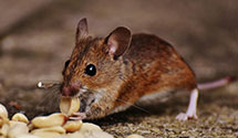 24 Hour & Emergency Exterminators in Massadona, CO